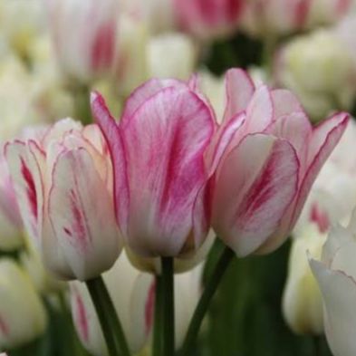 Tulipe Candy Club