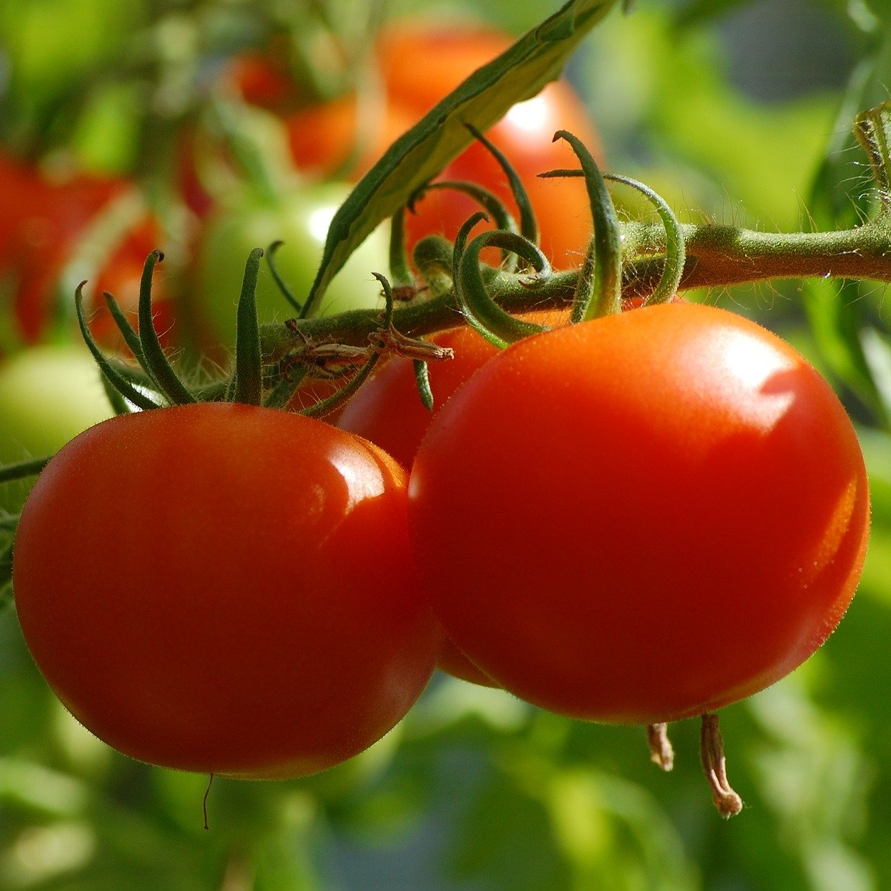 Tomate précoce de Quimper - godet 8 cm