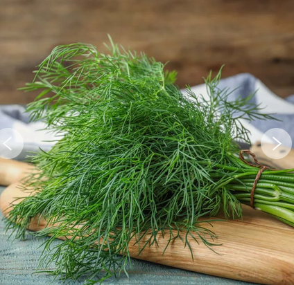 Plant aromates- Aneth Bouquet