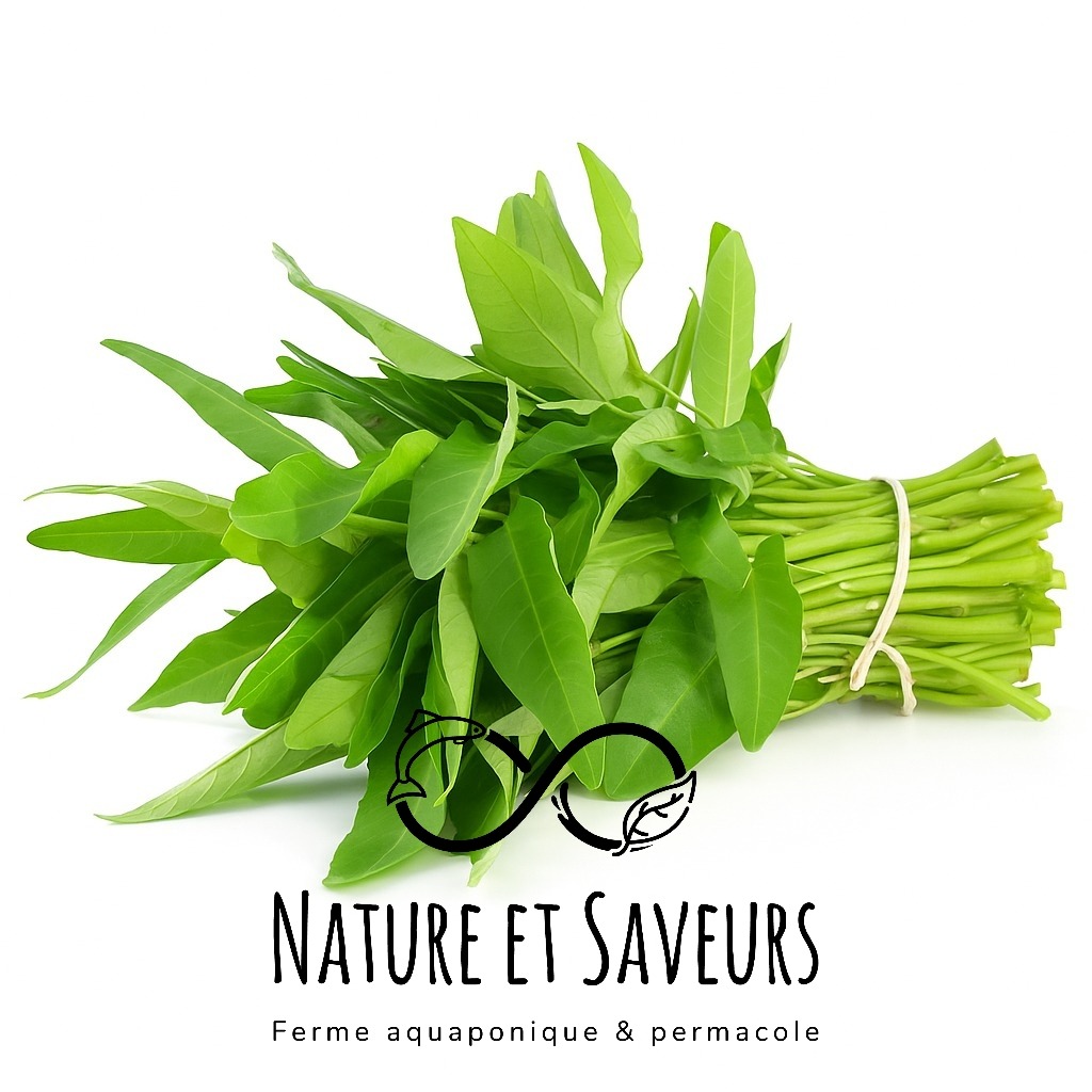 Épinard thaïlandais – Kang Kong - 300g - 300g