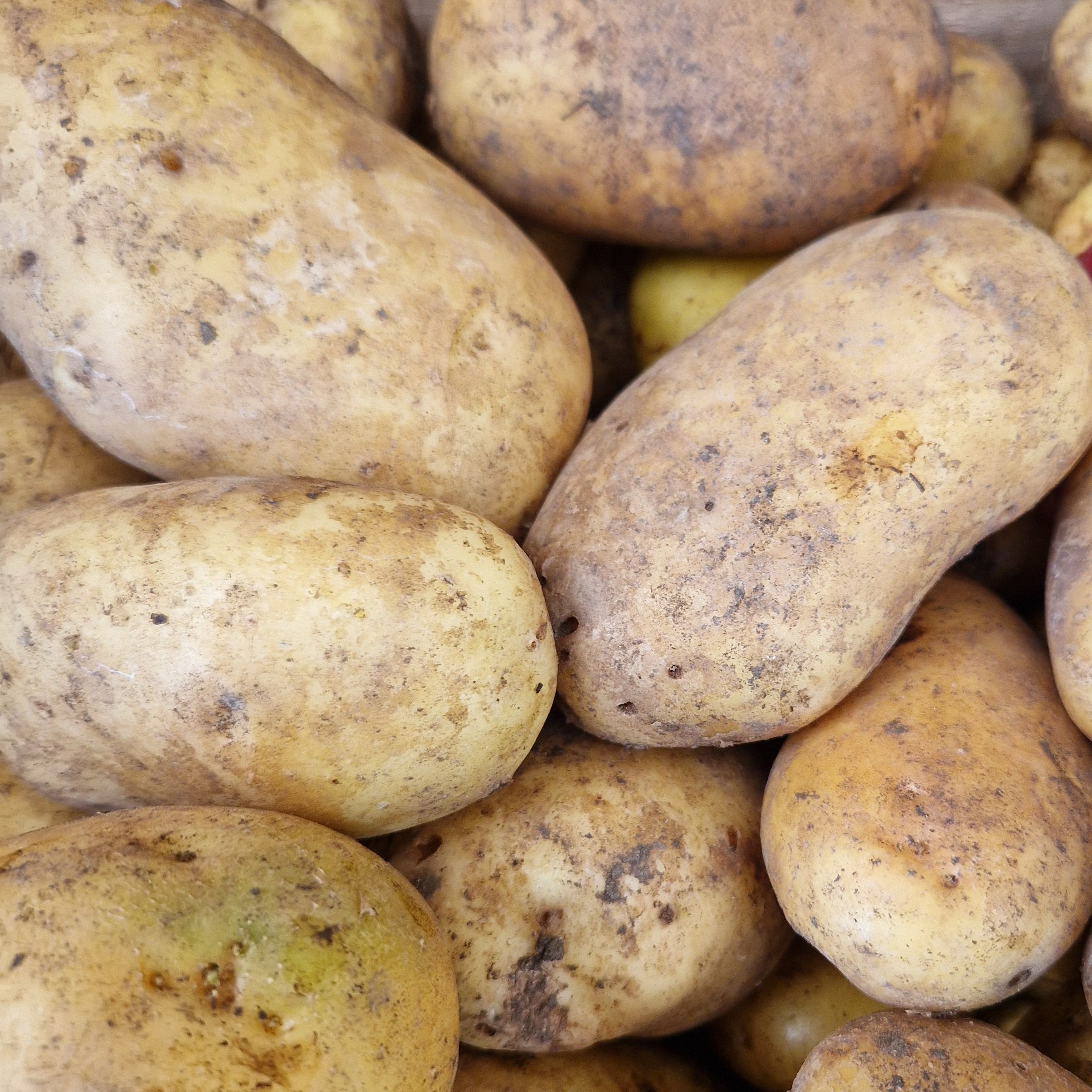 POMME DE TERRE