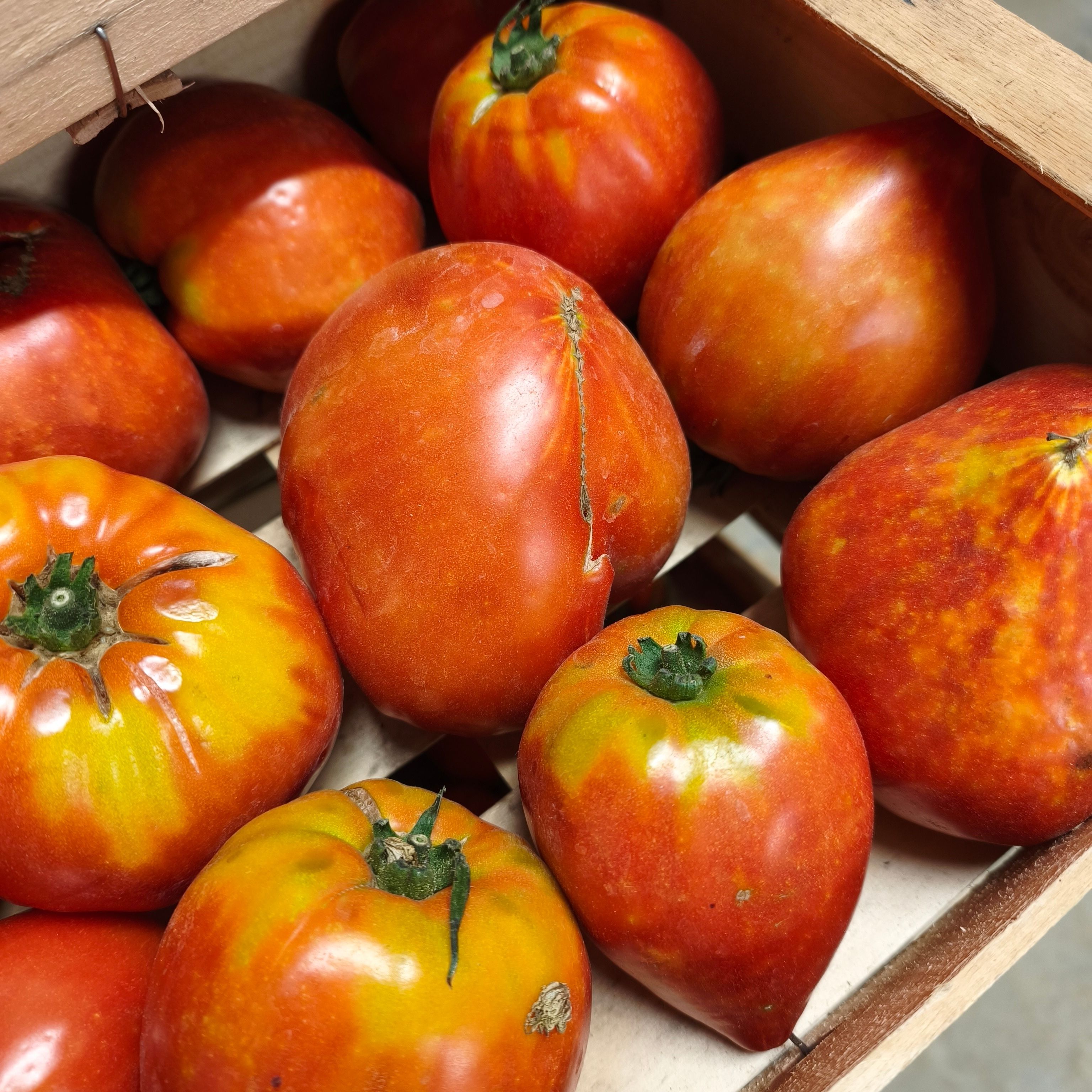 Tomates Anciennes