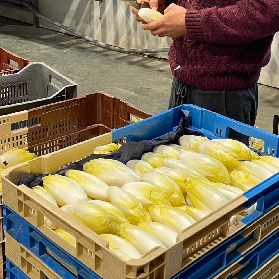 Endive - 500g