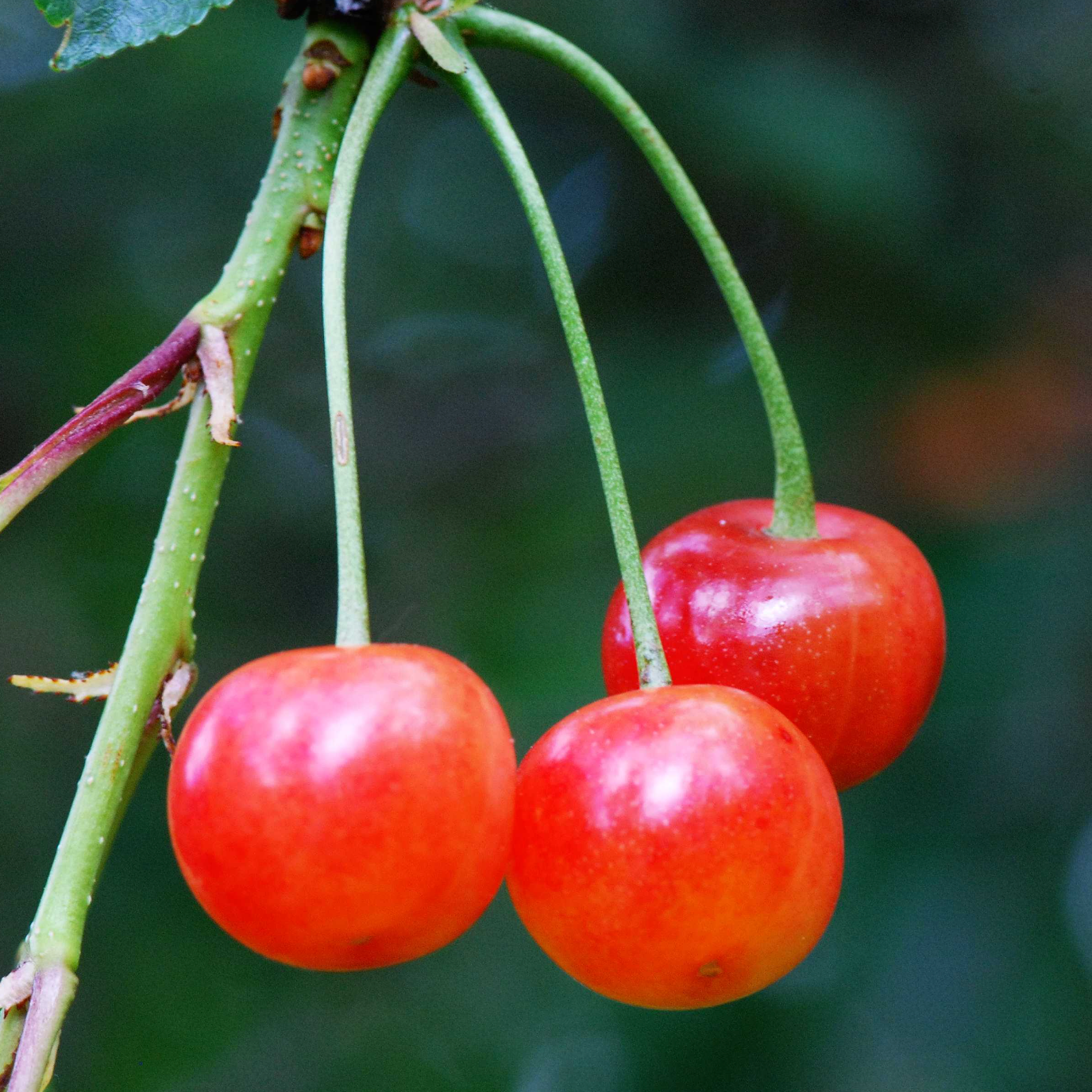 Cerisier 'Griotte de Montmorency' / Sainte Lucie Racines nues 1m