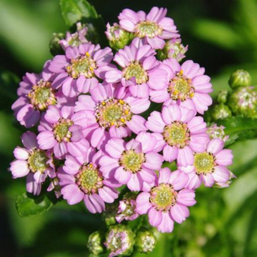 Achillea sibirica ssp camtschatica’