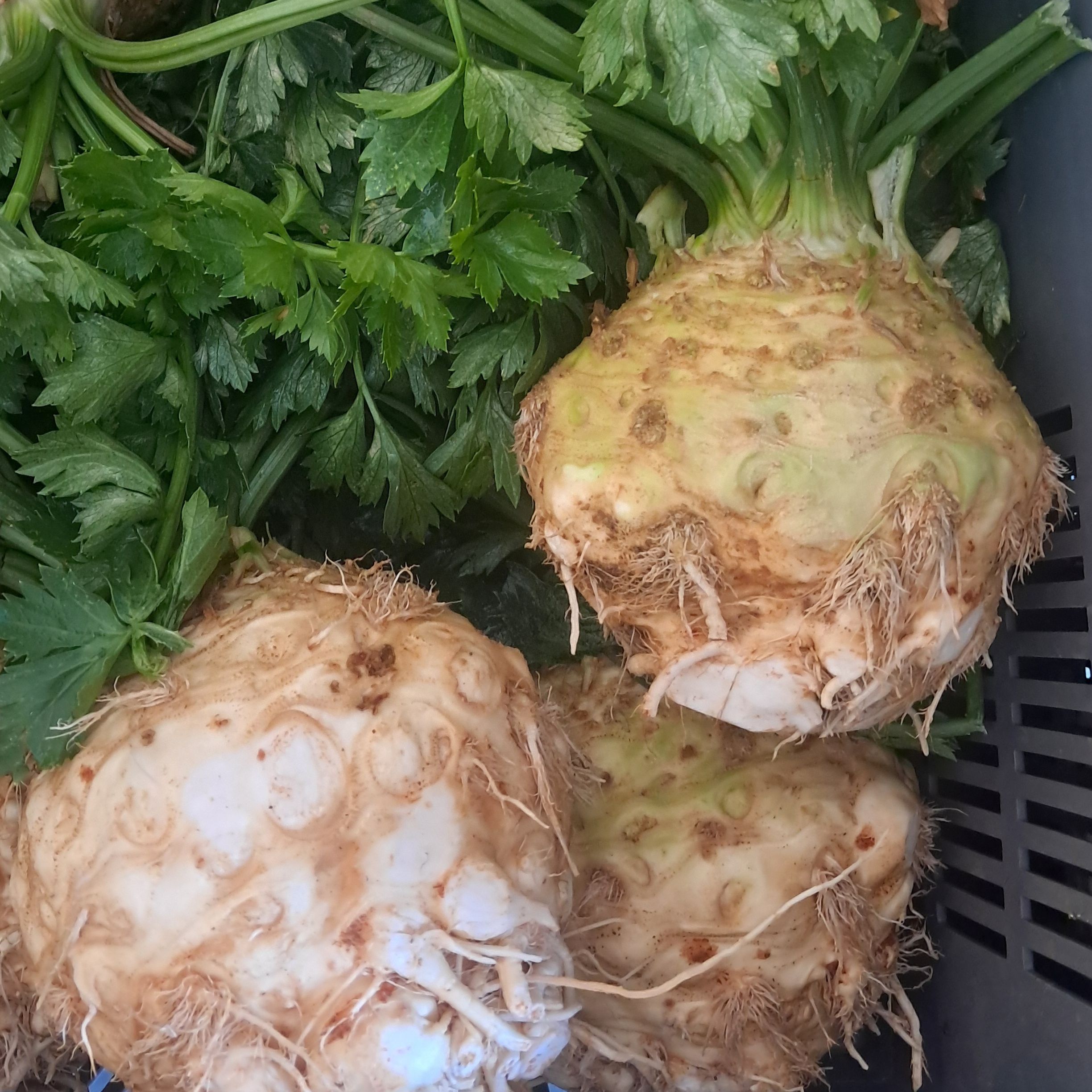 Céleris: rave - 1,4kg
