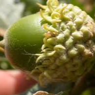 Chêne à gros glands - pot 2,5L