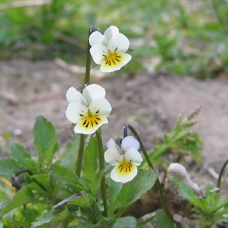 Fleurs ultra mini pensées jaune (par 50)