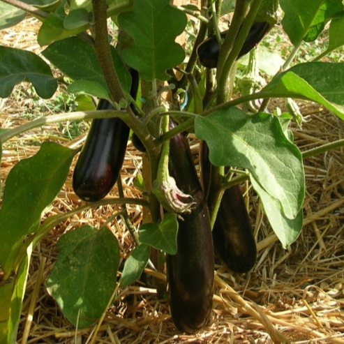 Aubergine Longue de Barbentane en godet 8 cm