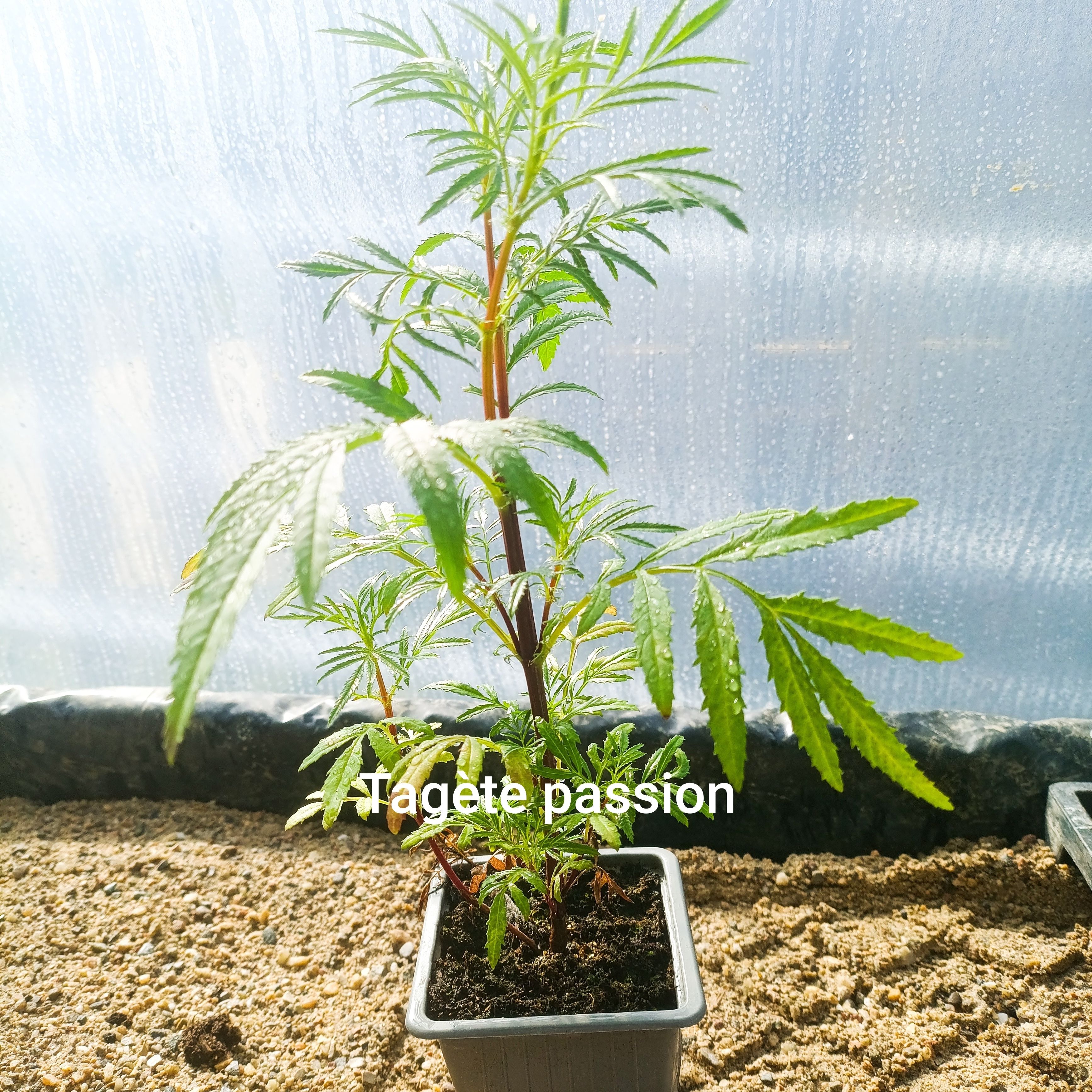 Plant fleur/feuille comestible - tagète passion