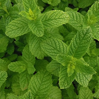 Menthe marocaine en pot 12 cm