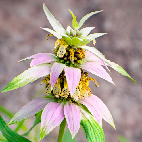 MONARDE PONCTUÉE Bio