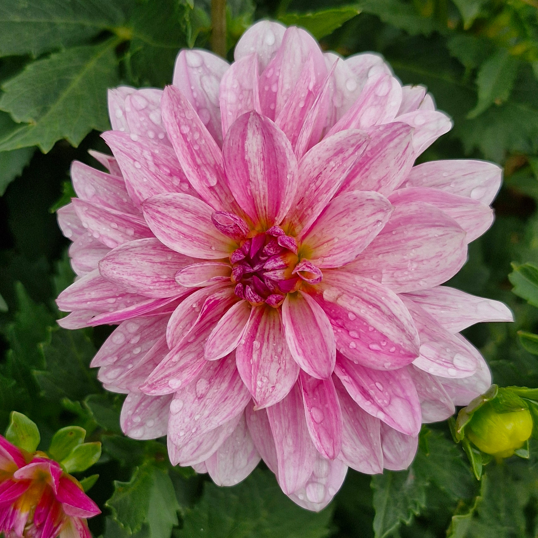 Dahlia décoratif bonesta (botte de 10 tiges)