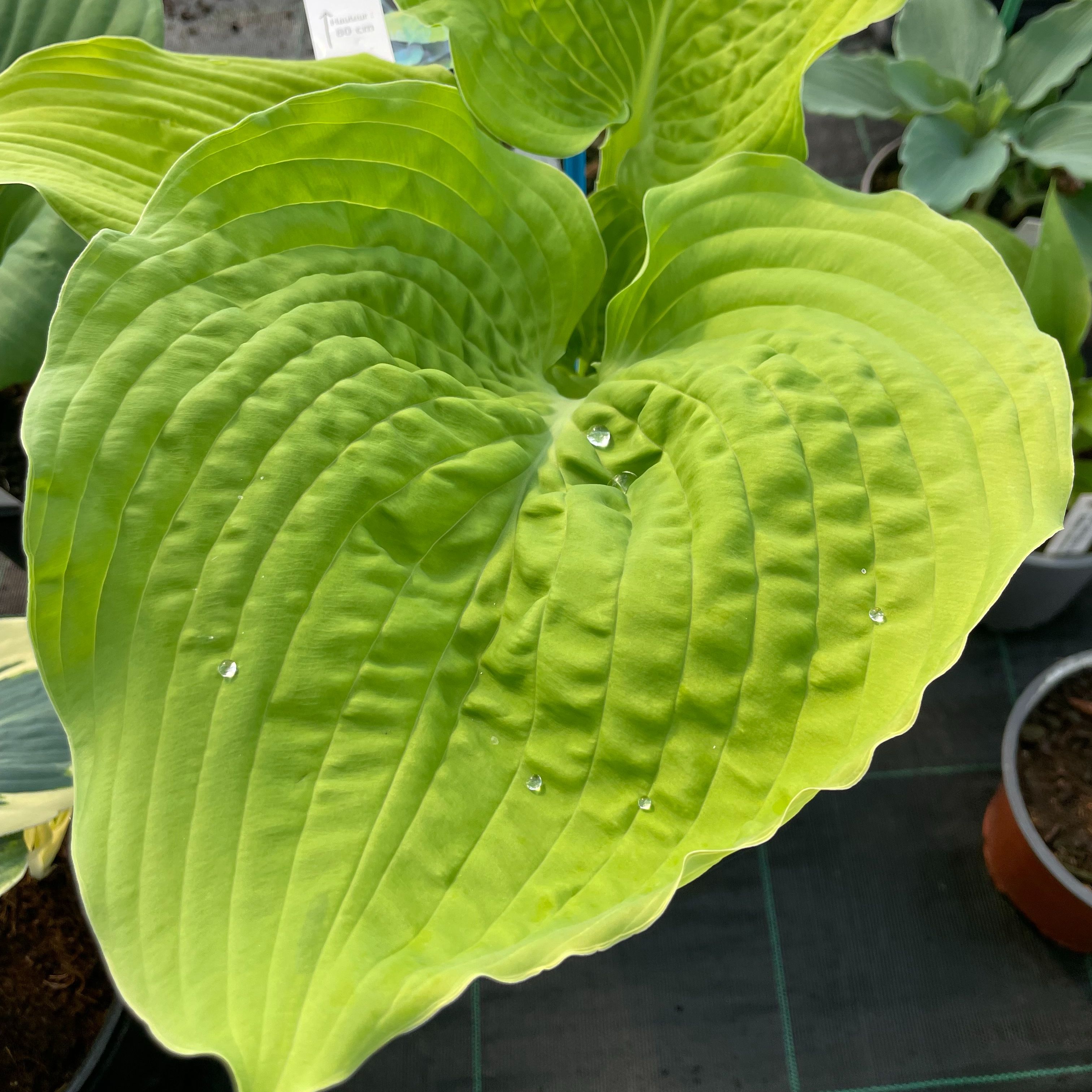 Hosta 'Coast to Coast'