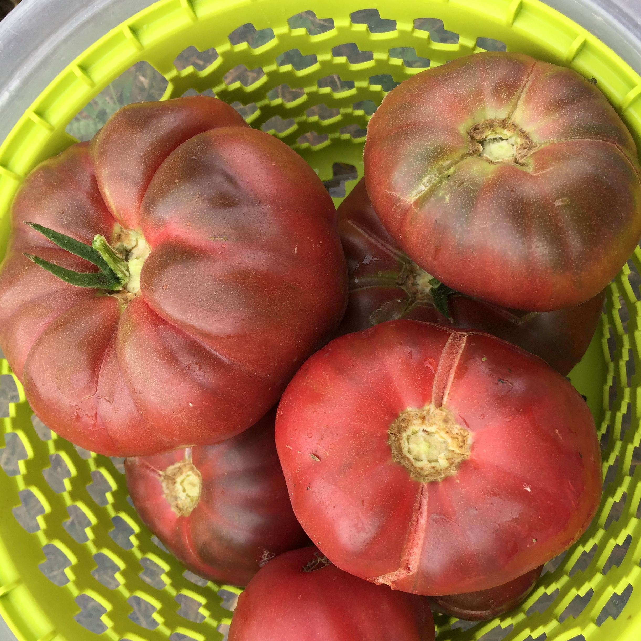 Tomate Noire de Crimée - godet 8 cm