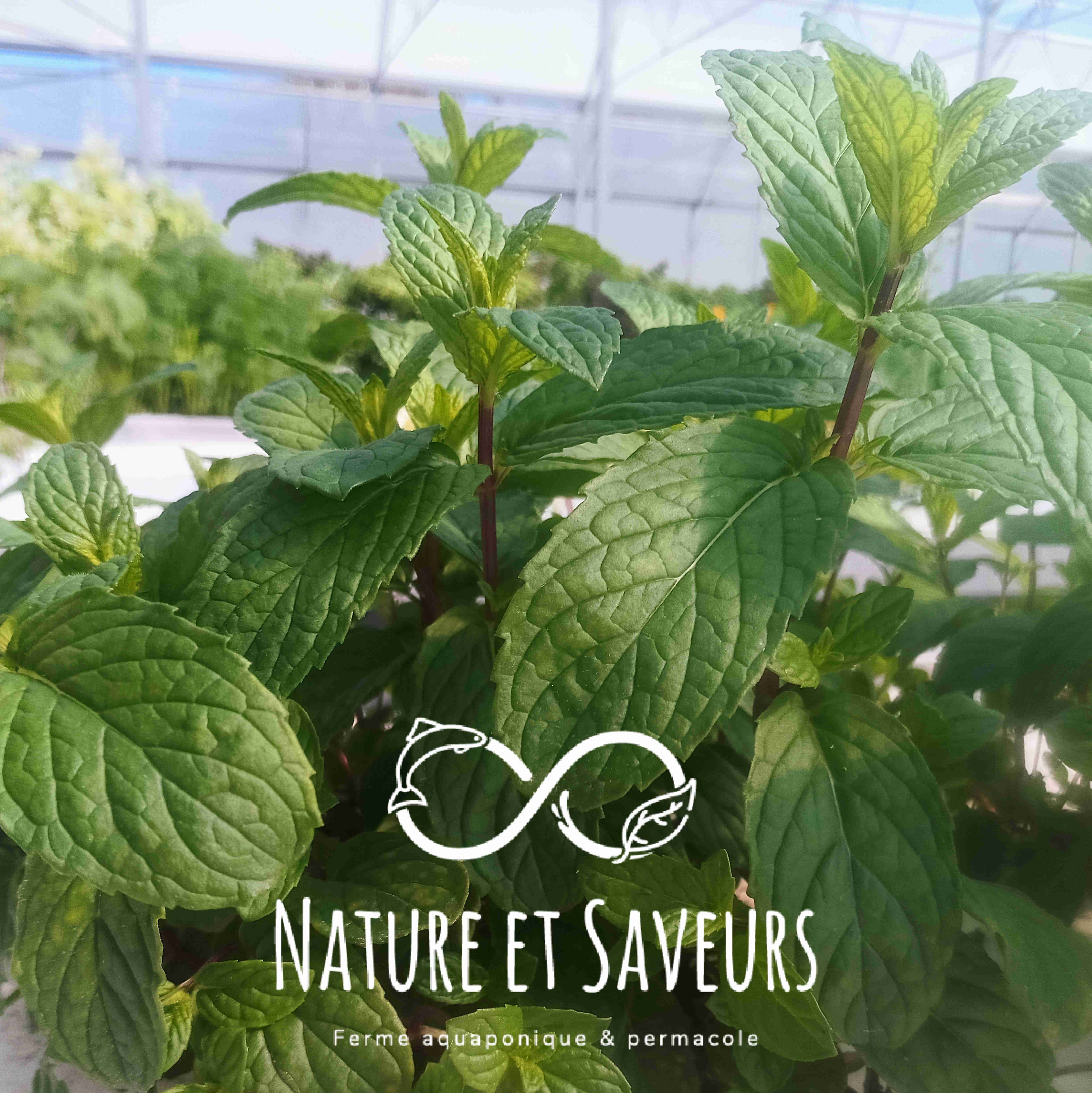 Menthe marocaine Nahna — fraîcheur du thé à la menthe - 100g