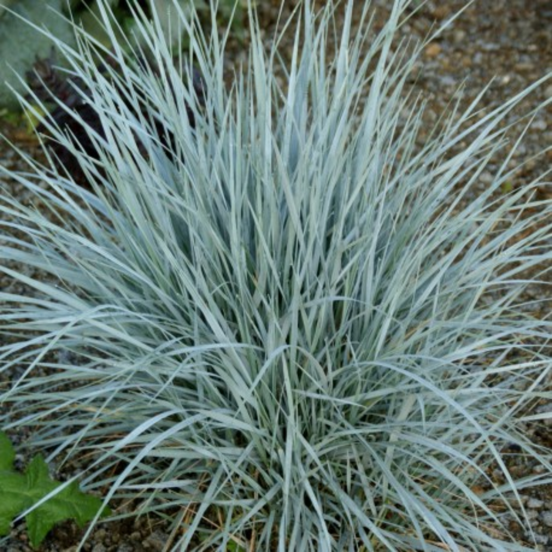 Agropyron magellanicium