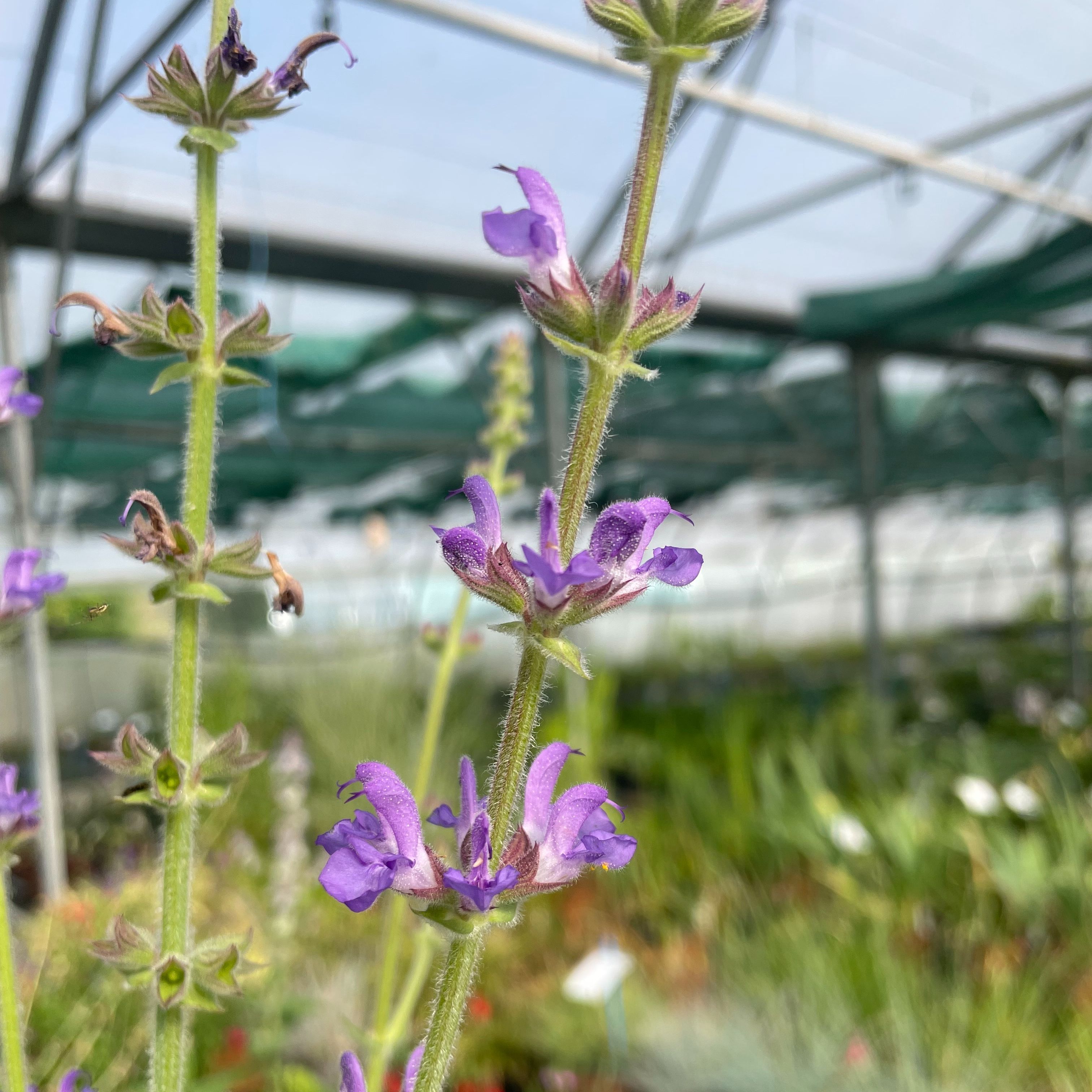 Salvia virgata