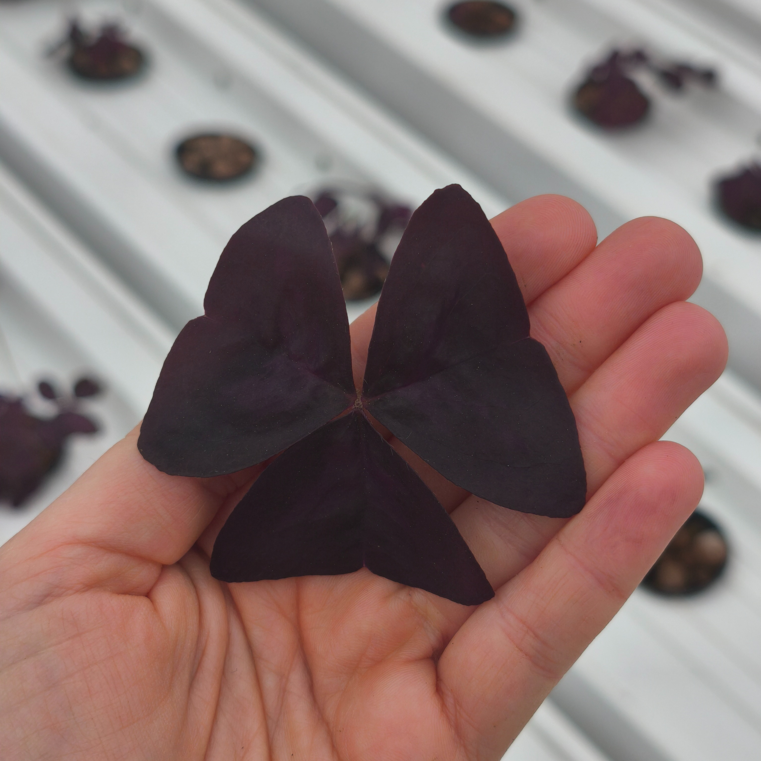 Oxalis pourpre (grande)