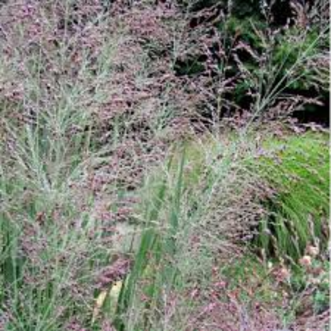 Panicum virgatum ‘Dallas Blue’