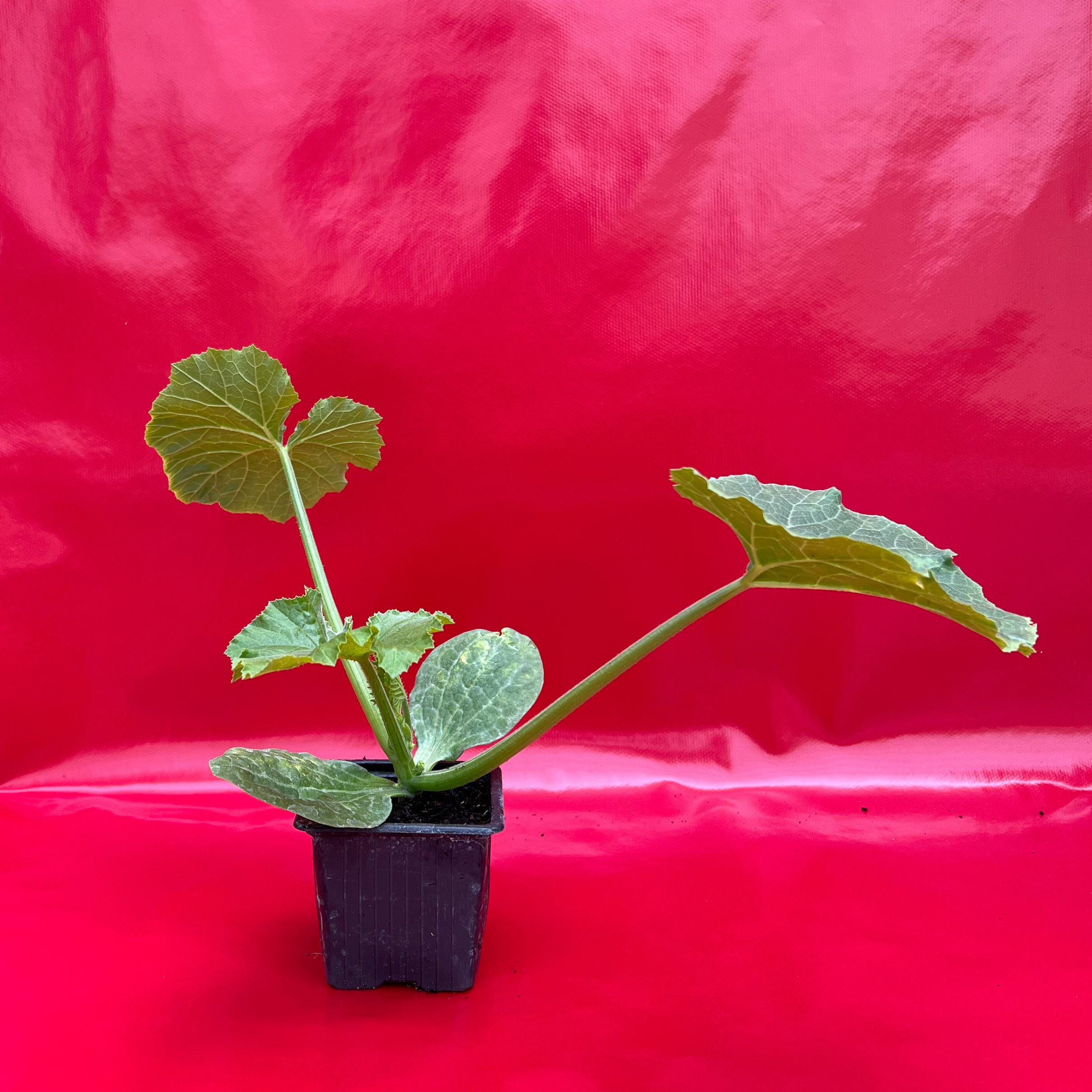 Plant Courgette Ronde Verte - 150g