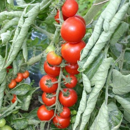 Plant - Tomate cerise miel du mexique