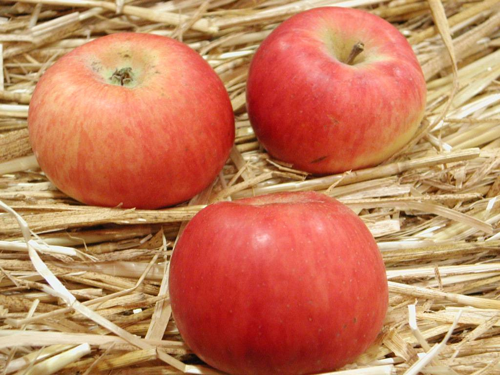 Pommier - Malus domestica "Belle Fille de Salins"
