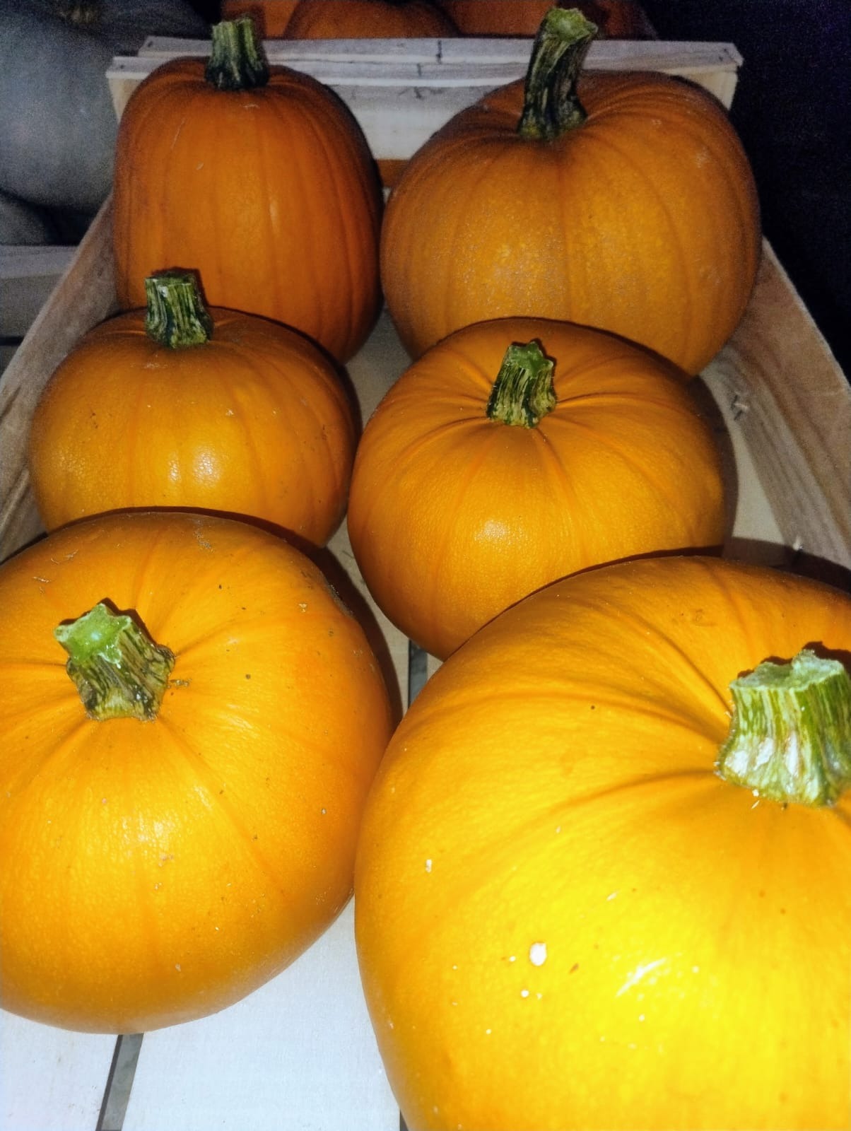 JACK O LANTERN