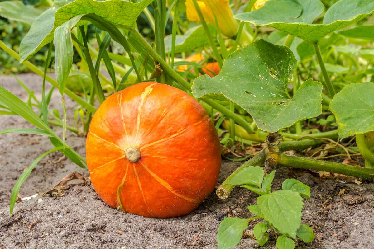 Plant de Courge Potimarron