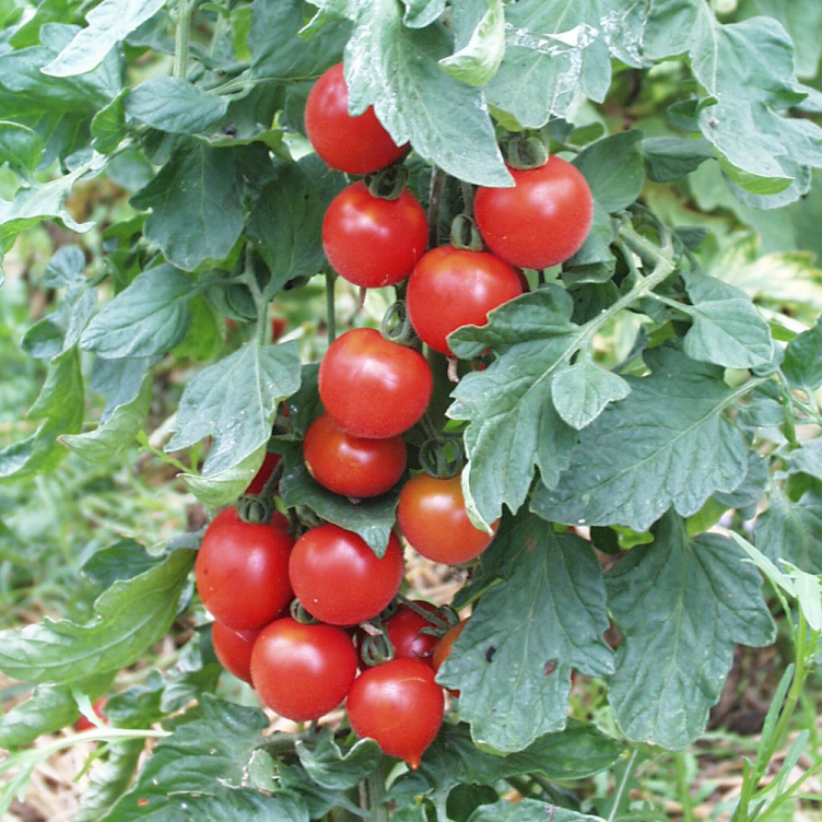 Tomate cocktail RUTHJE