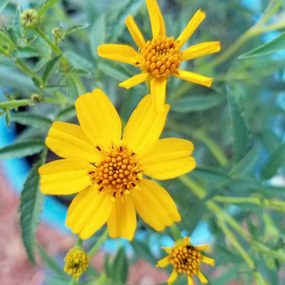 Glace d'infusion Tagète passion