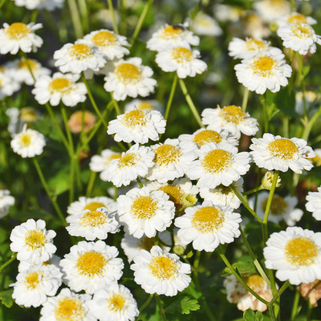 Grande Camomille ' Tanacetum parthenium' Pot 1,3L
