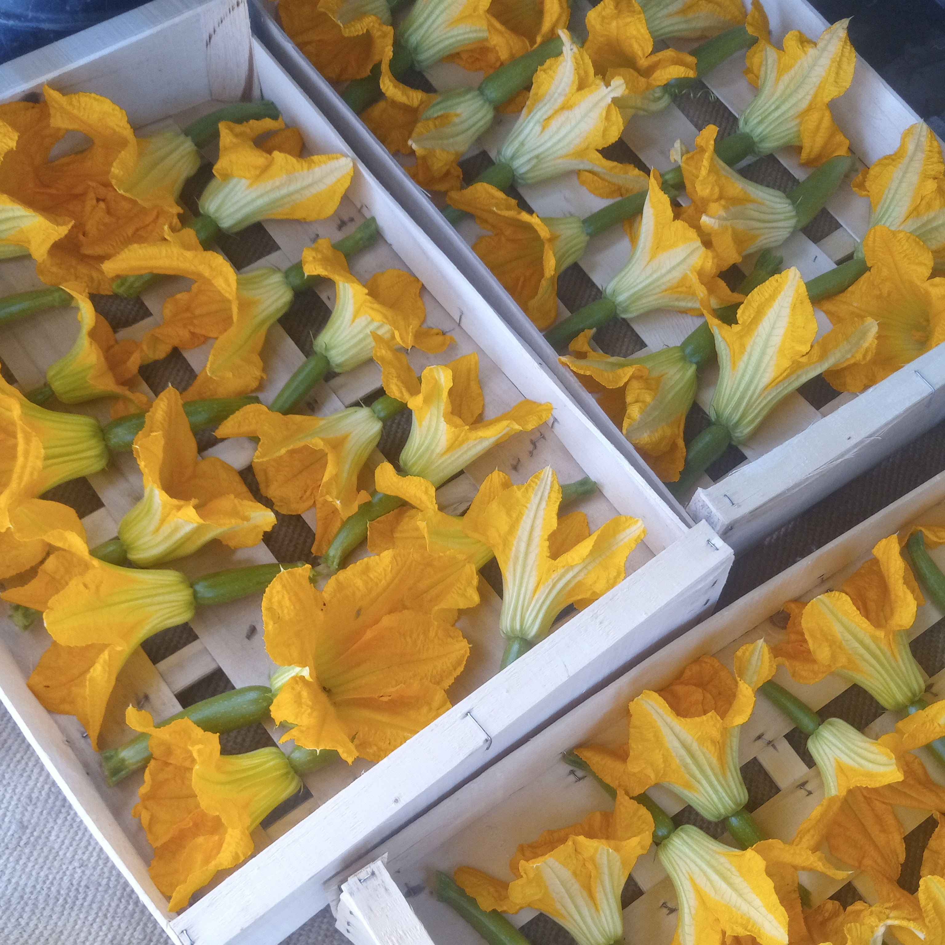 Courgette Fleur / lot de 5