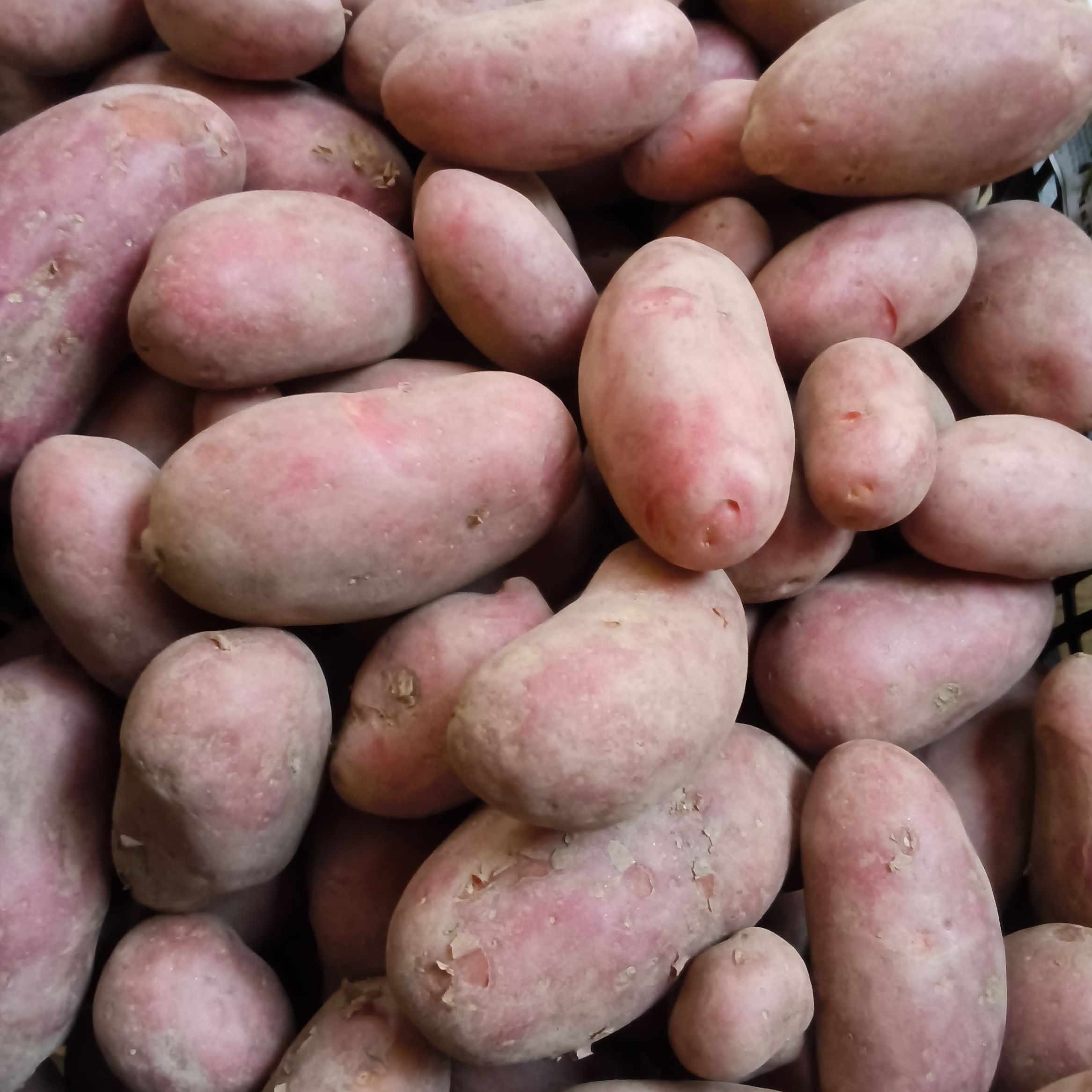 Pommes de terre rouge variété Rubis