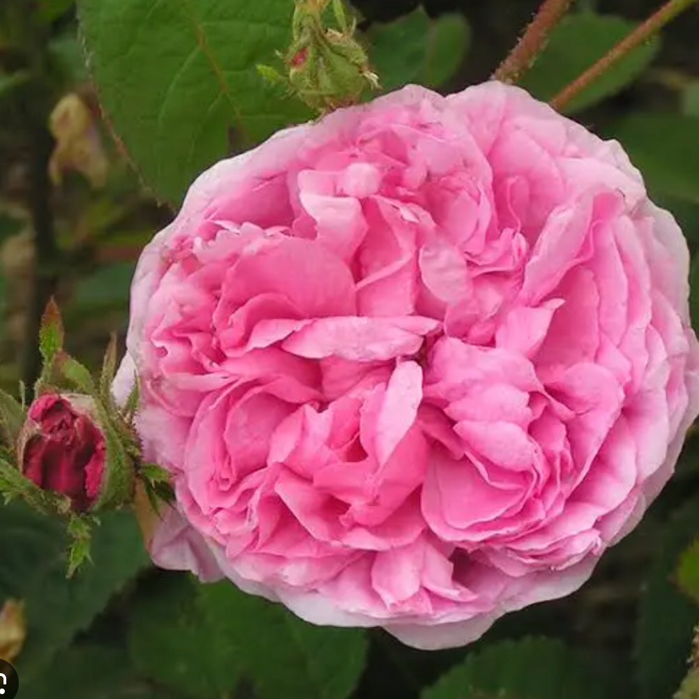 Rosier Centifolia Pot 5L