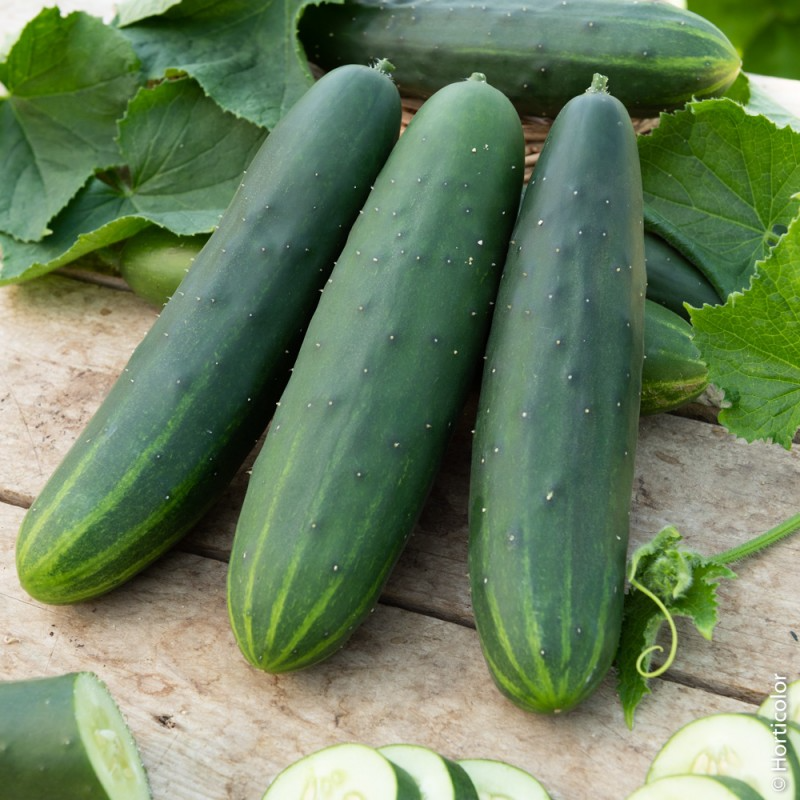 Concombre court (pièce) - 200g