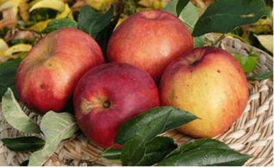 Pommier - Malus domestica "Belle Fleur"