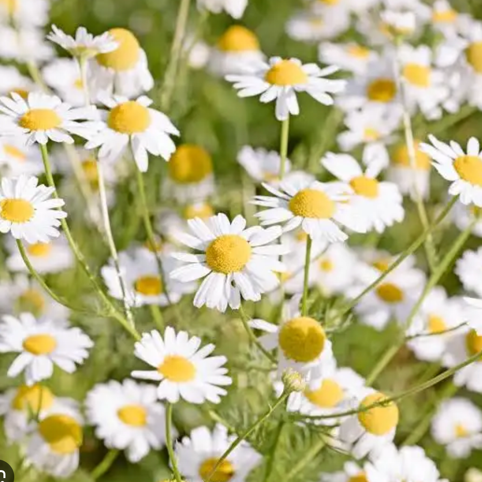 Camomille matricaire Pot 1L