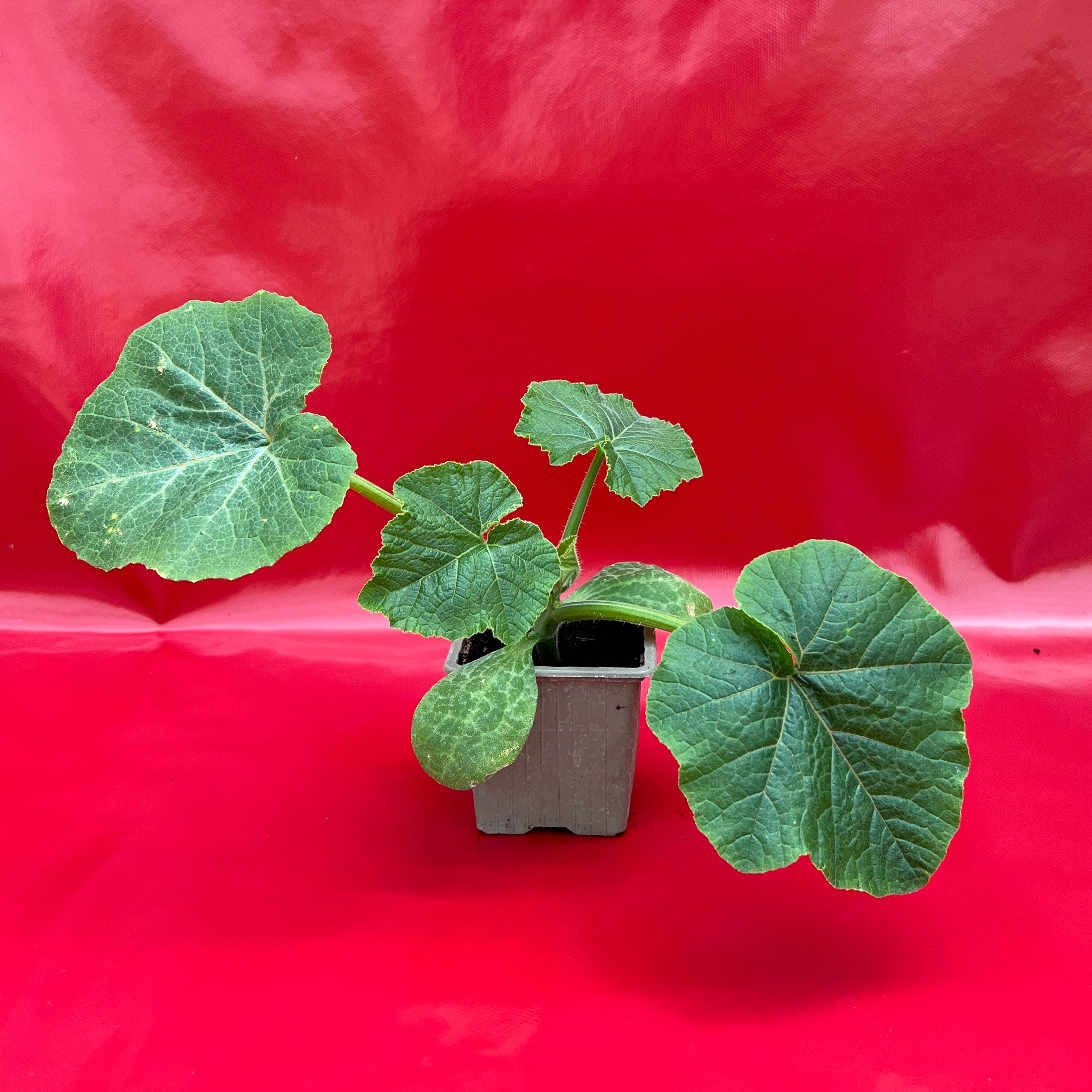 Plant De Patisson - 150g