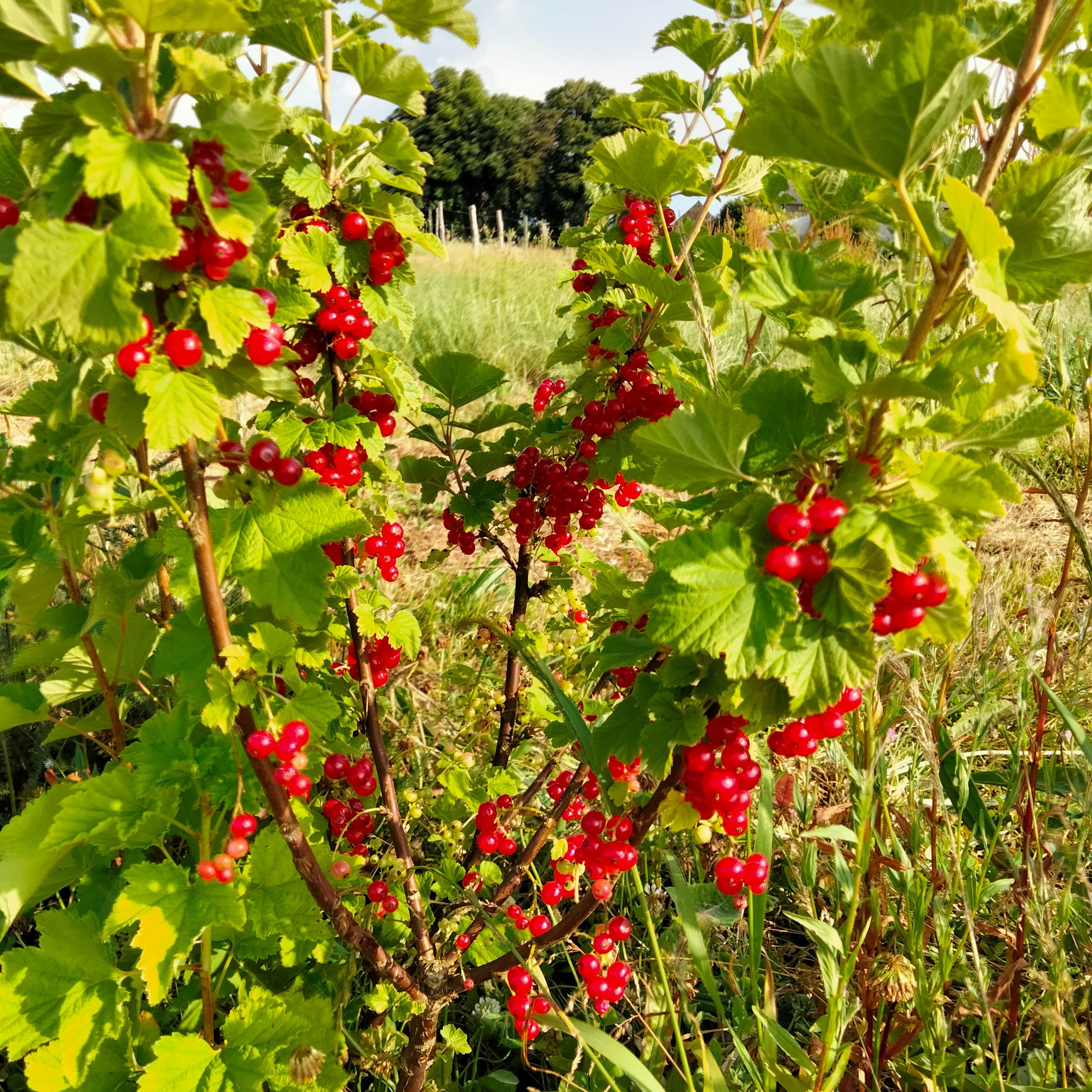 Groseillier à grappes Rovada (rouge)