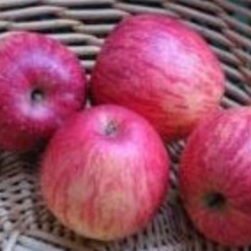 Pommier 'Calville rayée' / Bittenfelder Racines nues