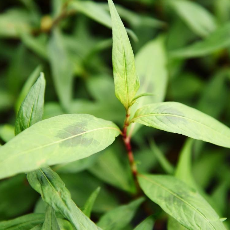 Feuilles de Rau-ram (par 30)