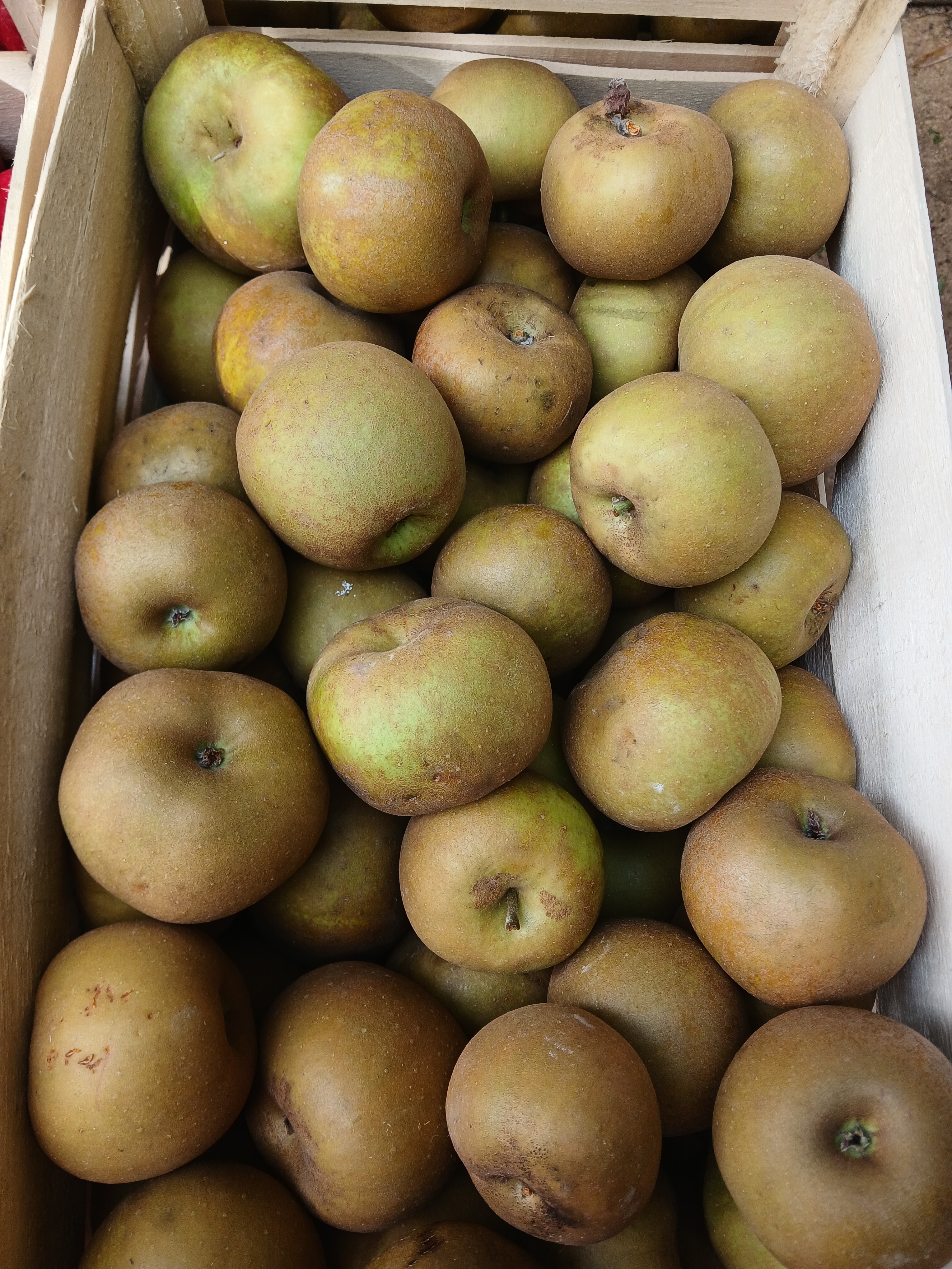 Pomme Variété Canada