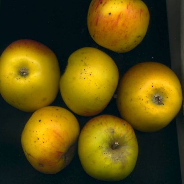 Pommier - Malus domestica "Rambour Papeleu"