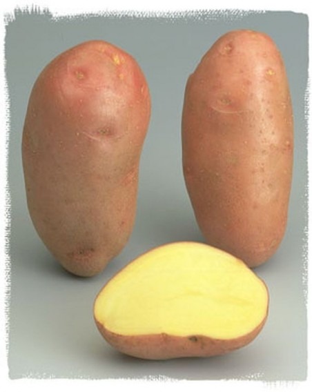 Pommes de terre Rosanna AB
