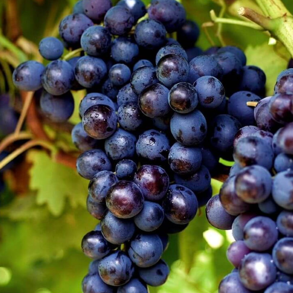 Vigne 'Muscat de hambourg’ Pot 3L