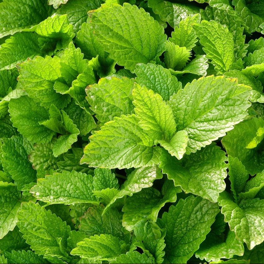 Mélisse officinale (Melissa officinalis) - 1l