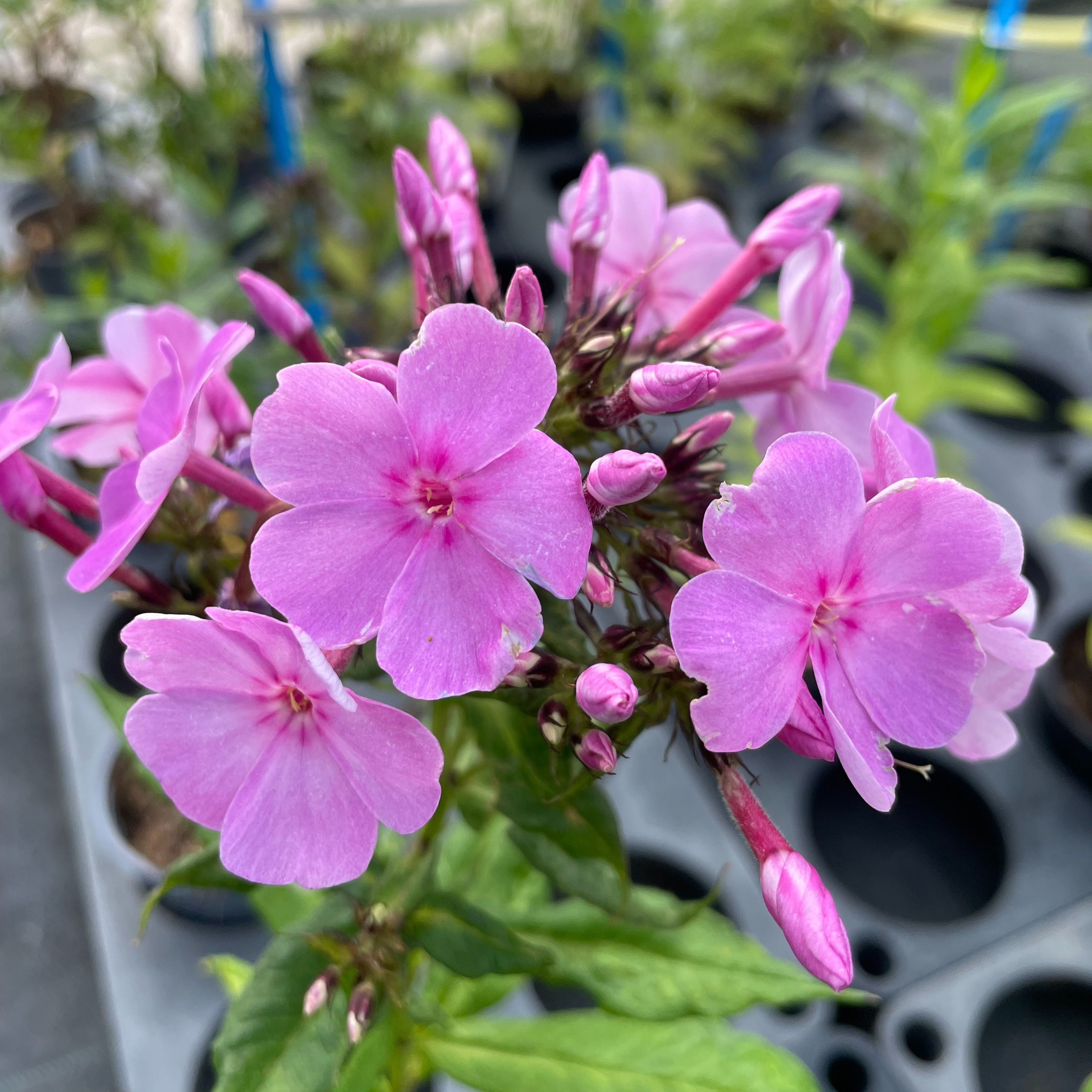 Phlox paniculata ‘Judy’