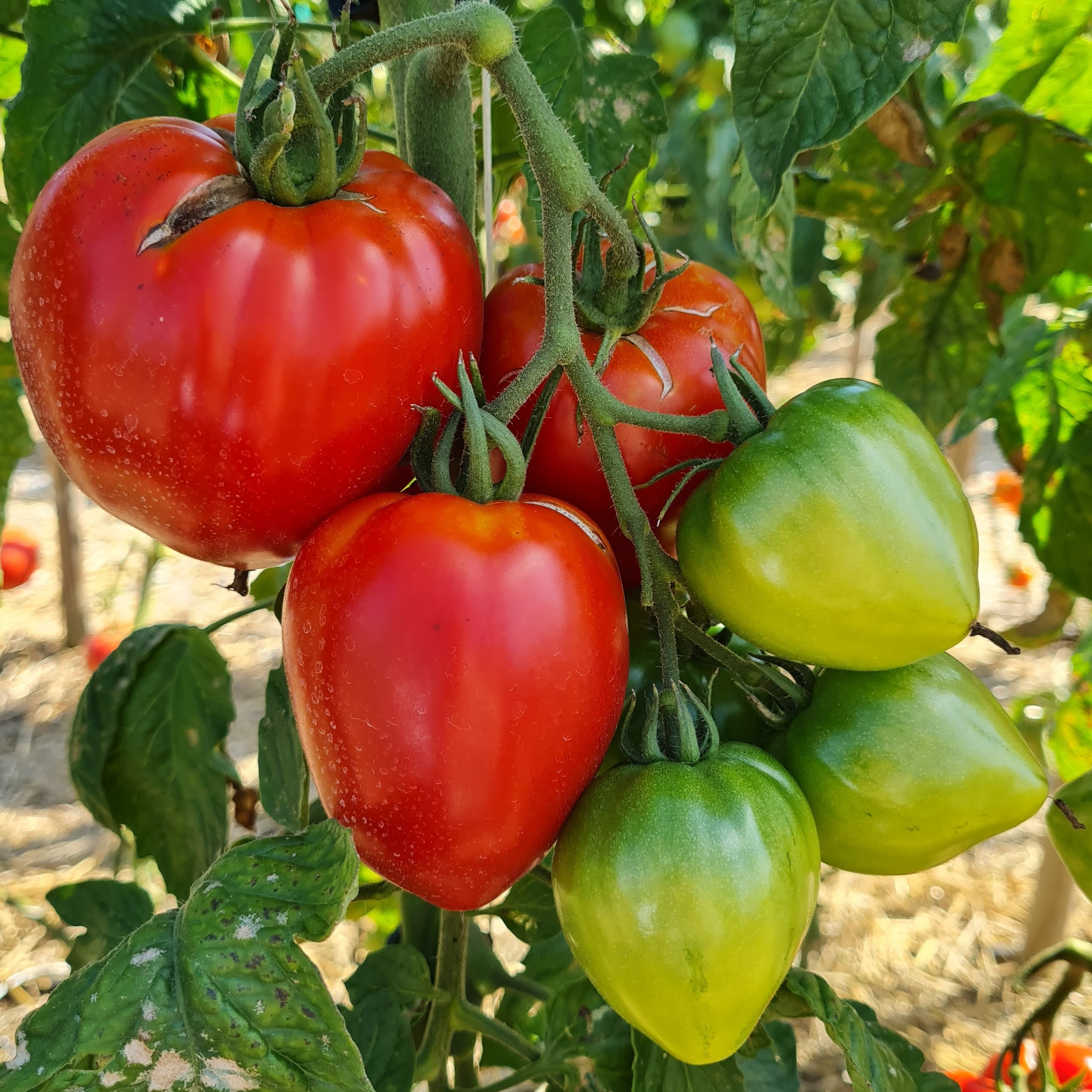 Tomates anciennes - 1kg