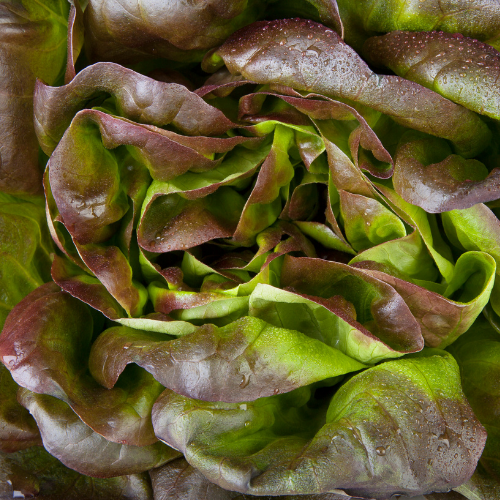 SALADE - LAITUE ROUGE Bio - 6 plants